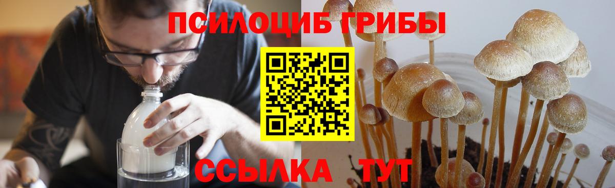 Черняховск  Псилоцибиновые грибы MAGIC MUSHROOMS  Псилоцибиновые грибы прущие грибы  Вход с VPN 